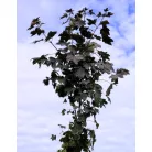 Vöröslevelű juhar Acer platanoides Royal Red K25 3xi 8/10
