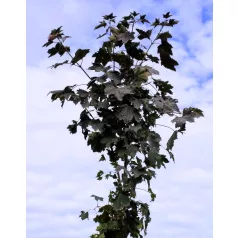Vöröslevelű juhar Acer platanoides Royal Red K25 3xi 8/10