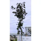 Vöröslevelű juhar Acer platanoides Royal Red K25 3xi 8/10