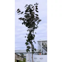 Vöröslevelű juhar Acer platanoides Royal Red K25 3xi 8/10