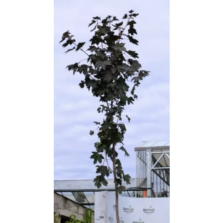 Vöröslevelű juhar Acer platanoides Royal Red K25 3xi 8/10