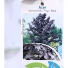 Vöröslevelű juhar Acer platanoides Royal Red K25 3xi 8/10