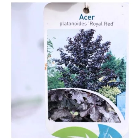 Vöröslevelű juhar Acer platanoides Royal Red K25 3xi 8/10