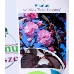   Bordó levelű japán díszcseresznye Prunus serrulata Royal Burgundy K20 3xi 6/8T2