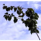 Bordó levelű japán díszcseresznye Prunus serrulata Royal Burgundy K20 3xi 6/8T2