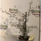 Drótcserje Corokia cotoneaster 12 cm cserép