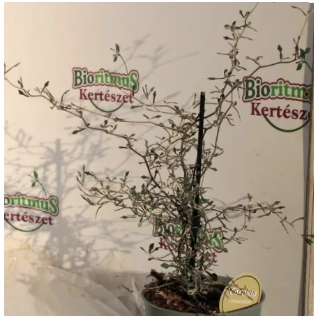 Drótcserje Corokia cotoneaster 12 cm cserép