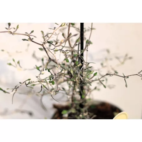 Drótcserje Corokia cotoneaster 12 cm cserép