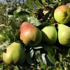 Obelisk zöld oszlopos körte szabadgyökerű gyümölcsfa