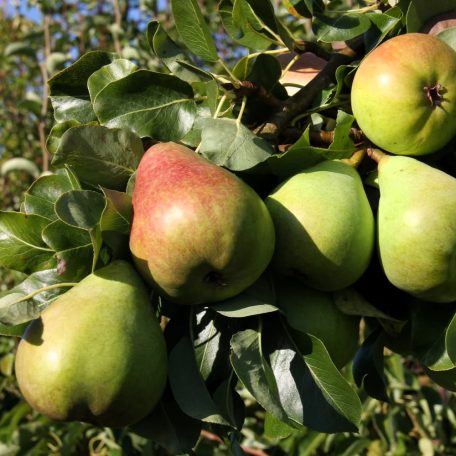 Obelisk zöld oszlopos körte szabadgyökerű gyümölcsfa
