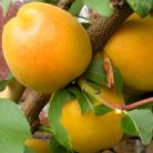 Ananász kajszi szabadgyökerű gyümölcsfa