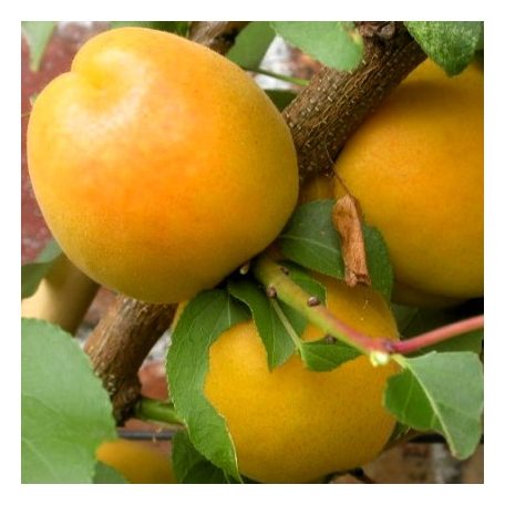 Ananász kajszi szabadgyökerű gyümölcsfa