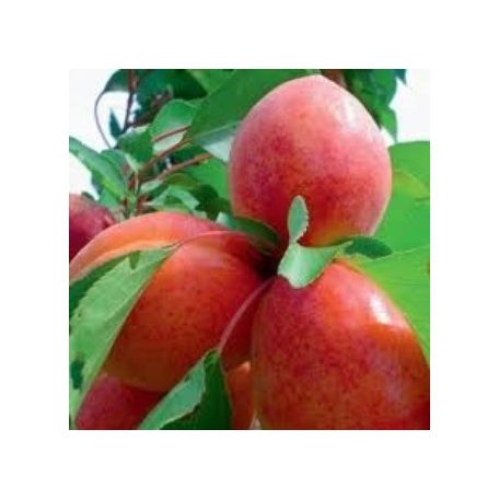 Ceglédi zamatos kajszi szabadgyökerű gyümölcsfa