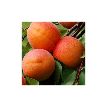 Rakovszky kajszi szabadgyökerű gyümölcsfa