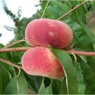 Remény őszibarack szabadgyökerű gyümölcsfa