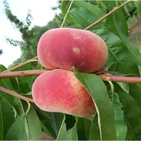 Remény őszibarack szabadgyökerű gyümölcsfa