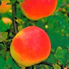 Batul alma szabadgyökerű gyümölcsfa