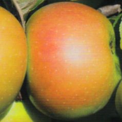 Jászvadóka alma szabadgyökerű gyümölcsfa