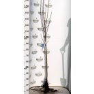 Kathy vörösbelű alma szabadgyökerű gyümölcsfa