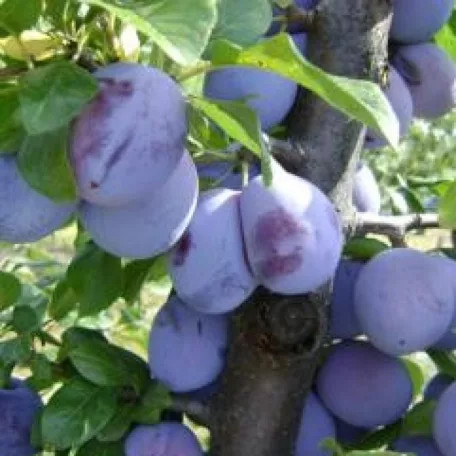 Ageni szilva szabadgyökerű gyümölcsfa