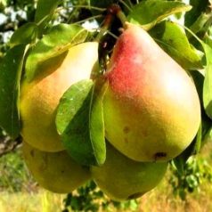 Alexander Lucas körte szabadgyökerű gyümölcsfa