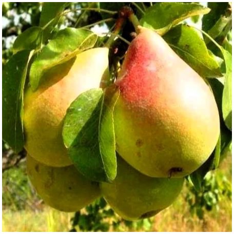 Alexander Lucas körte szabadgyökerű gyümölcsfa