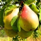 Alexander Lucas körte szabadgyökerű gyümölcsfa