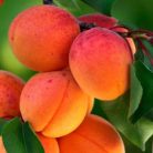 Budapest kajszi szabadgyökerű gyümölcsfa