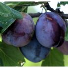 Empress szilva szabadgyökerű gyümölcsfa