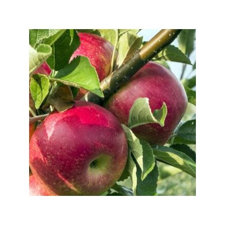 Florina alma szabadgyökerű gyümölcsfa