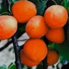 Goldrich kajszi szabadgyökerű gyümölcsfa