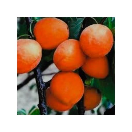 Goldrich kajszi szabadgyökerű gyümölcsfa