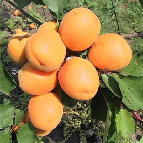 Hargrand kajszi szabadgyökerű gyümölcsfa