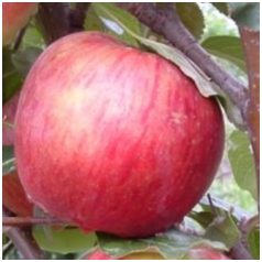 Húsvéti rozmaring alma szabadgyökerű gyümölcsfa