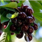 Kordia cseresznye szabadgyökerű gyümölcsfa