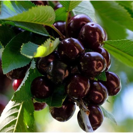 Kordia cseresznye szabadgyökerű gyümölcsfa