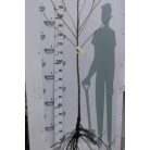 Kordia cseresznye szabadgyökerű gyümölcsfa