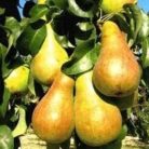 Nojabraskaja körte szabadgyökerű gyümölcsfa