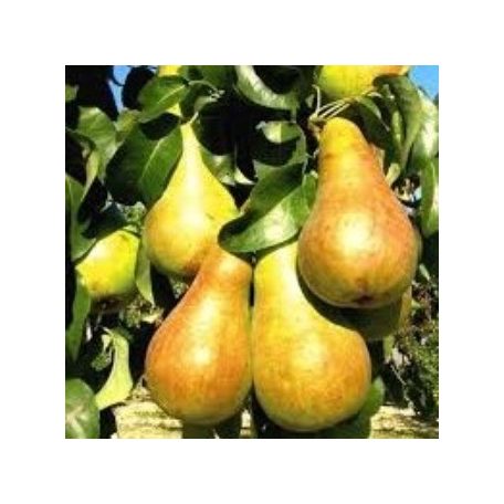 Nojabraskaja körte szabadgyökerű gyümölcsfa