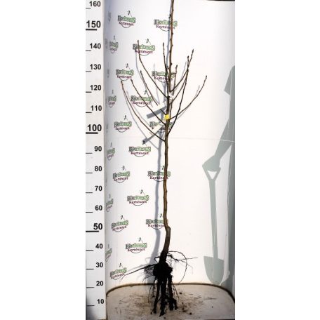 Nojabraskaja körte szabadgyökerű gyümölcsfa