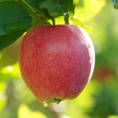 Pinova alma szabadgyökerű gyümölcsfa