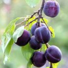 Valor szilva szabadgyökerű gyümölcsfa