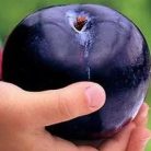 Valor szilva szabadgyökerű gyümölcsfa