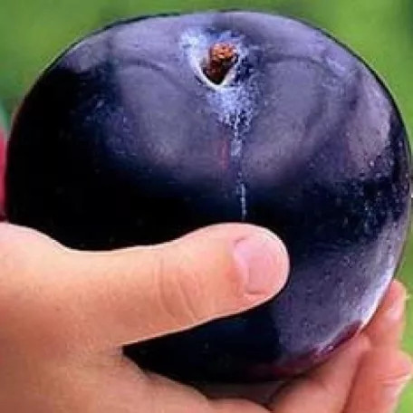 Valor szilva szabadgyökerű gyümölcsfa