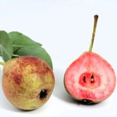 Vérbelű körte szabadgyökerű gyümölcsfa