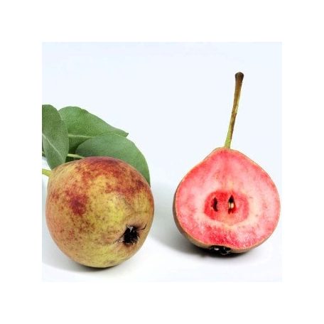 Vérbelű körte szabadgyökerű gyümölcsfa