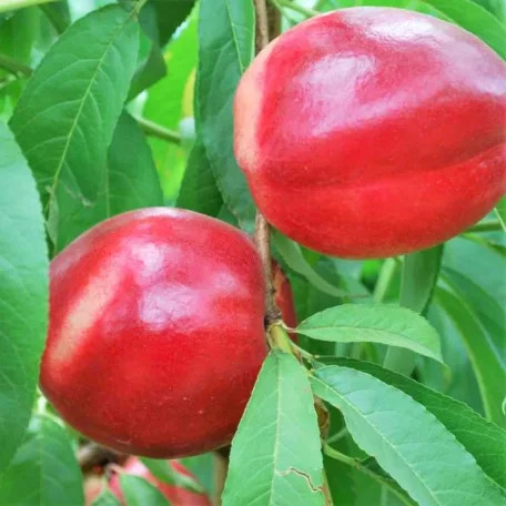 Caldesi 2000 nektarin szabadgyökerű gyümölcsfa