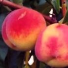 Cresthaven őszibarack szabadgyökerű gyümölcsfa