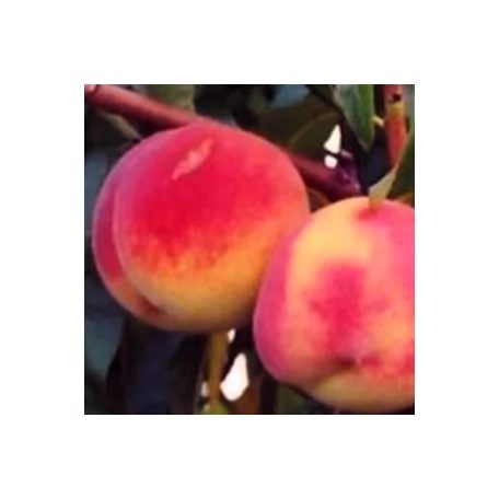 Cresthaven őszibarack szabadgyökerű gyümölcsfa