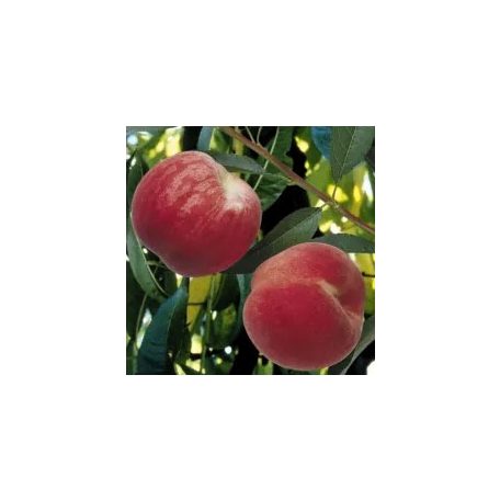 Dixired őszibarack szabadgyökerű gyümölcsfa